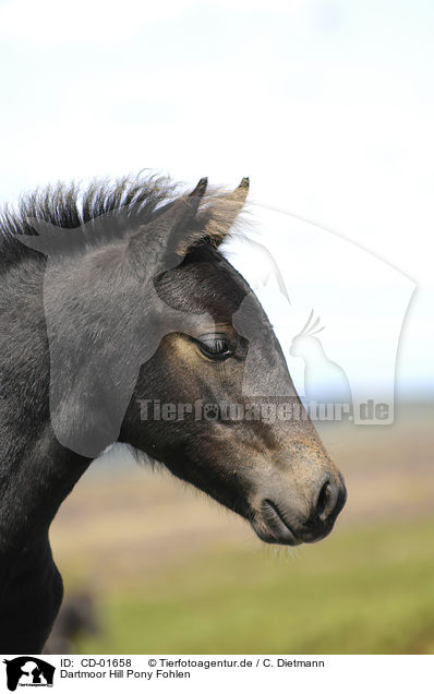 Dartmoor Hill Pony Fohlen / Dartmoor Hill Pony Foal / CD-01658