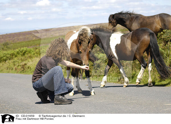 Frau mit Dartmoor Hill Ponies / woman with Dartmoor Hill Ponies / CD-01659
