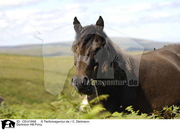 Dartmoor Hill Pony / CD-01666
