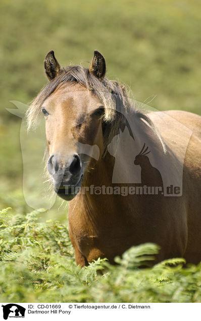 Dartmoor Hill Pony / CD-01669