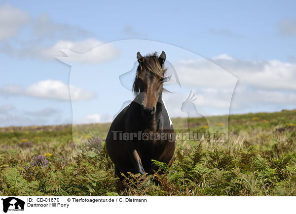 Dartmoor Hill Pony / CD-01670