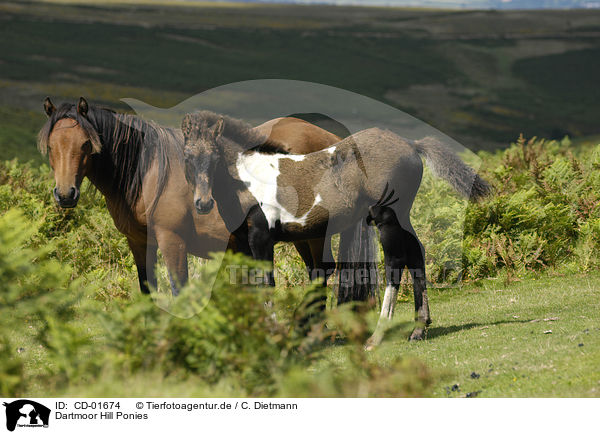 Dartmoor Hill Ponies / CD-01674