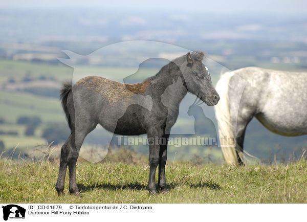 Dartmoor Hill Pony Fohlen / Dartmoor Hill Pony Foal / CD-01679