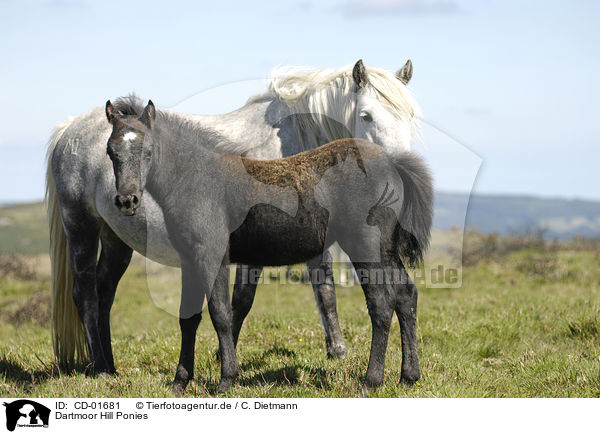 Dartmoor Hill Ponies / CD-01681