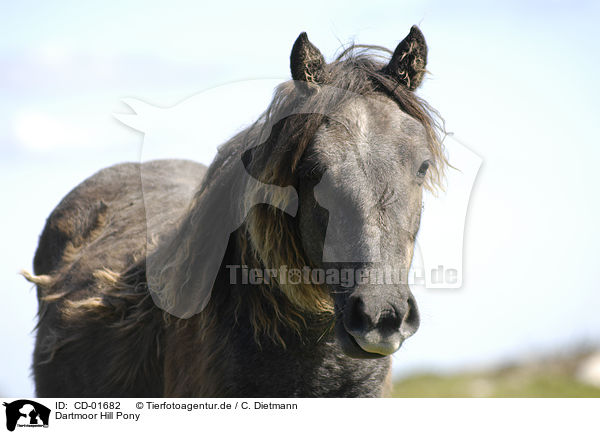 Dartmoor Hill Pony / CD-01682