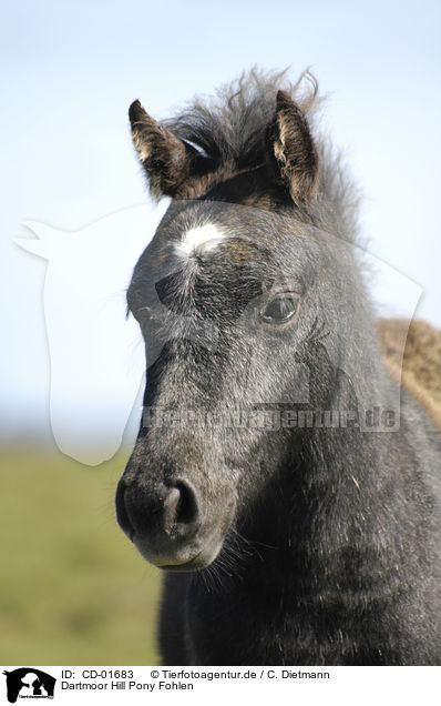 Dartmoor Hill Pony Fohlen / CD-01683