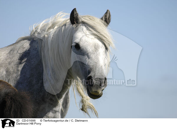 Dartmoor Hill Pony / Dartmoor Hill Pony / CD-01686