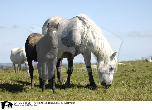 Dartmoor Hill Ponies / Dartmoor Hill Ponies / CD-01688