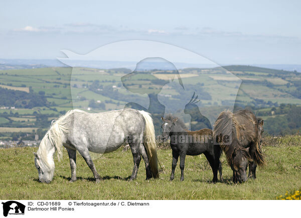 Dartmoor Hill Ponies / CD-01689