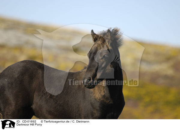 Dartmoor Hill Pony / CD-01692