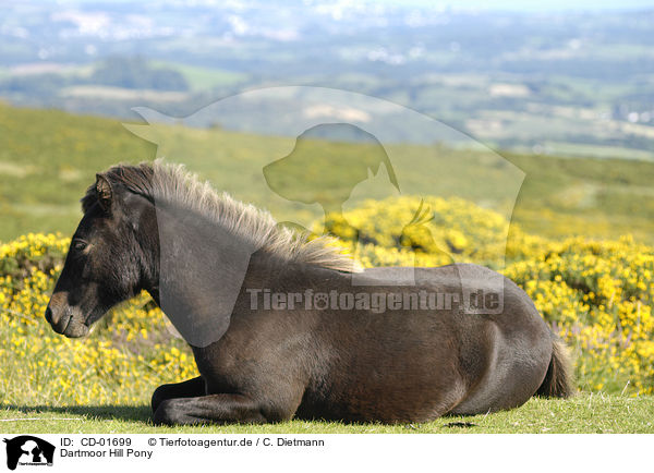 Dartmoor Hill Pony / CD-01699