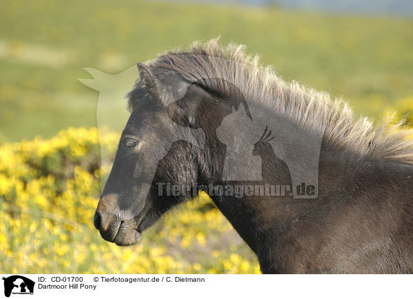 Dartmoor Hill Pony / CD-01700