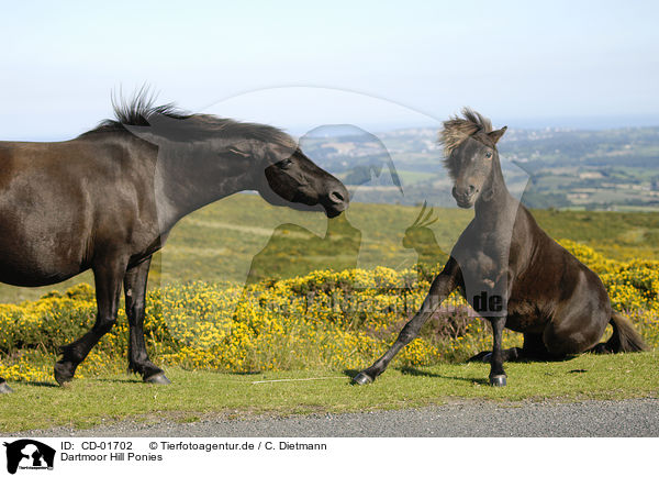 Dartmoor Hill Ponies / CD-01702