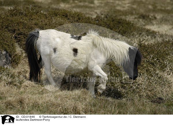 laufendes Dartmoor-Pony / walking Dartmoor-Pony / CD-01846