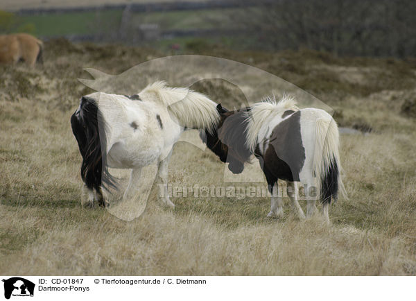 Dartmoor-Ponys / CD-01847