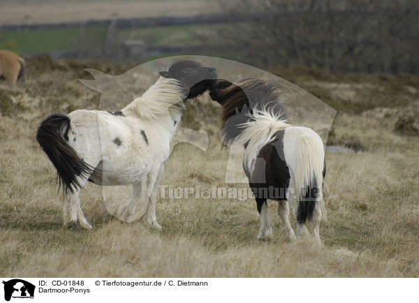 Dartmoor-Ponys / CD-01848