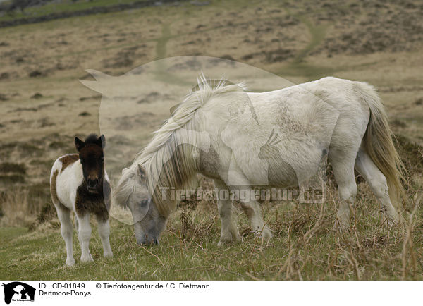 Dartmoor-Ponys / CD-01849