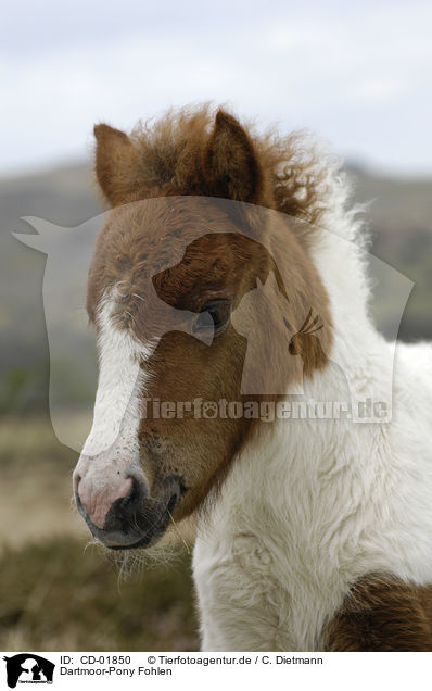 Dartmoor-Pony Fohlen / CD-01850