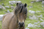 Dartmoor-Pony Portrait