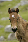 Dartmoor-Pony Fohlen Portrait