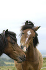 Dartmoor-Ponies