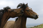 Dartmoor-Ponies