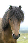 Dartmoor-Pony Portrait