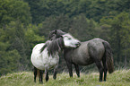 Dartmoor-Ponies