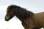 Dartmoor-Pony Portrait