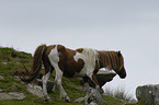 Dartmoor-Pony