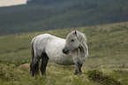 Dartmoor-Pony