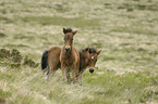 Dartmoor-Pony Fohlen