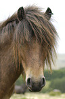 Dartmoor-Pony Portrait