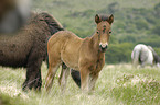 Dartmoor-Pony Fohlen