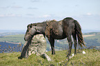 Dartmoor Hill Pony