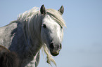 Dartmoor Hill Pony