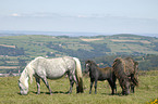 Dartmoor Hill Ponies