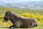 Dartmoor Hill Pony