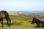 Dartmoor Hill Ponies