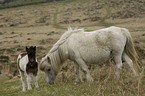 Dartmoor-Ponys