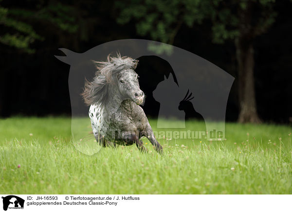 galoppierendes Deutsches Classic-Pony / JH-16593