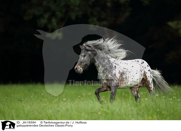 galoppierendes Deutsches Classic-Pony / JH-16594