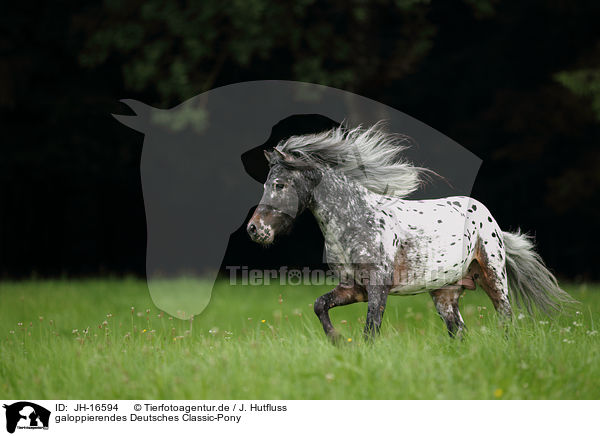 galoppierendes Deutsches Classic-Pony / galloping erman classic pony / JH-16594