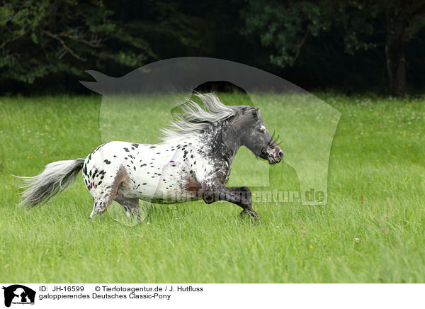 galoppierendes Deutsches Classic-Pony / JH-16599