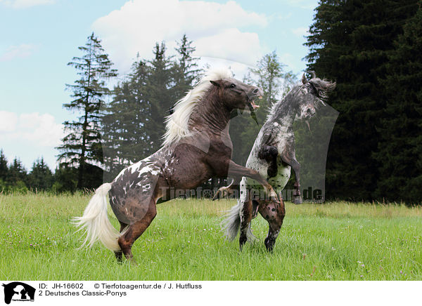 2 Deutsches Classic-Ponys / JH-16602