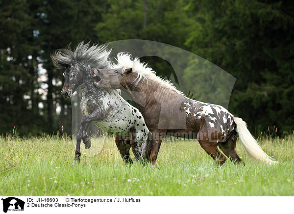 2 Deutsche Classic-Ponys / JH-16603
