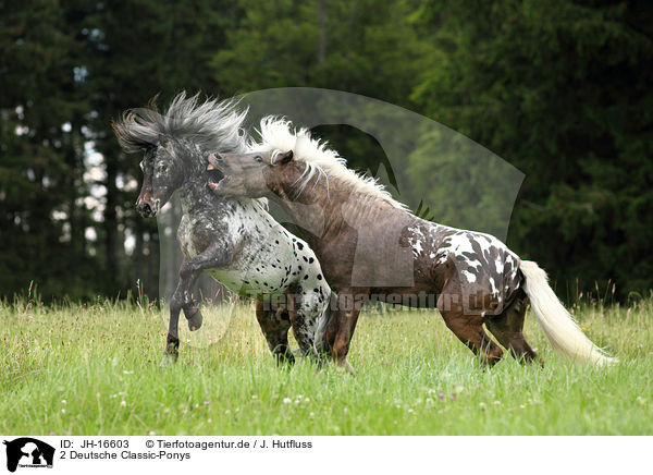 2 Deutsche Classic-Ponys / 2 german classic ponies / JH-16603