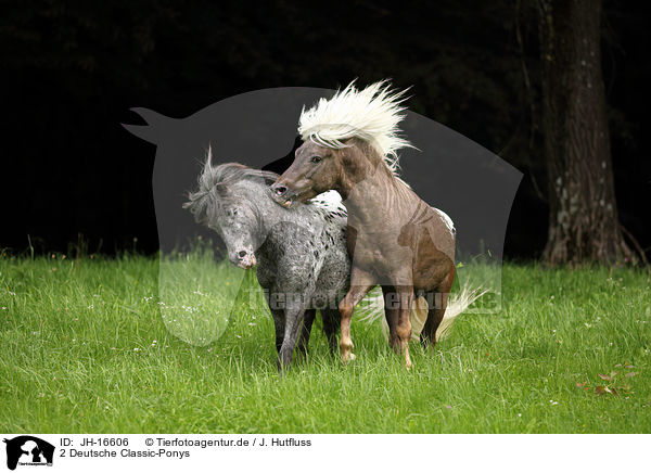 2 Deutsche Classic-Ponys / JH-16606
