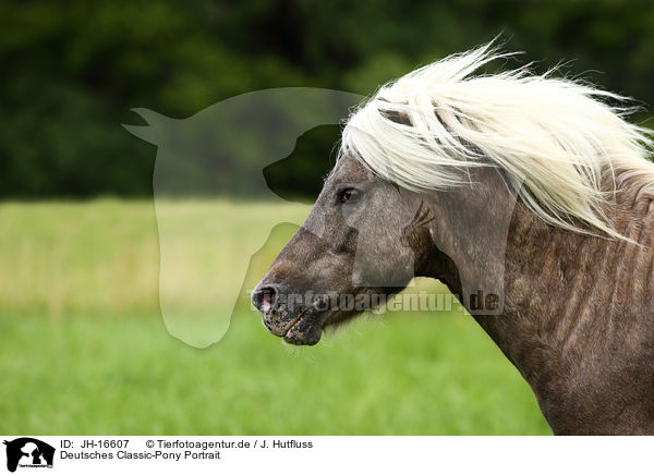 Deutsches Classic-Pony Portrait / JH-16607