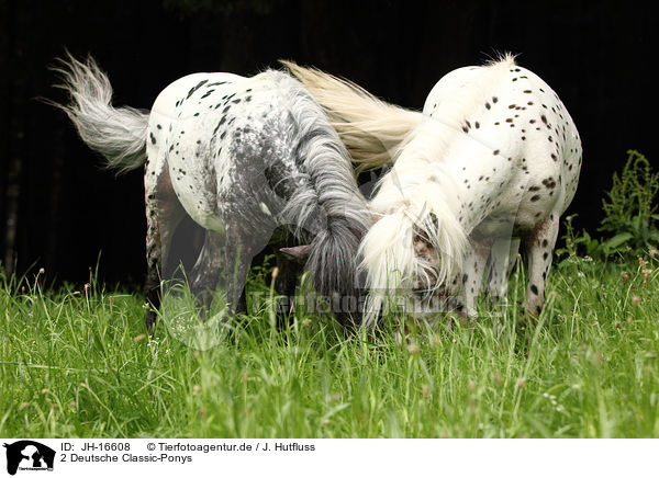 2 Deutsche Classic-Ponys / JH-16608